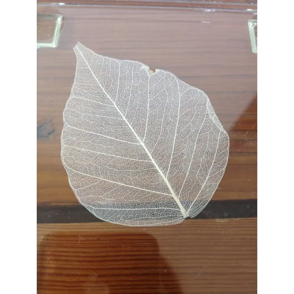 Set of 4 Real Leaf Clear Glass Floral Nature Drink Cocktail Coastal Coasters 4